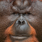 Gargalon_Deez's Avatar'