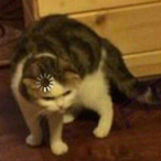 DogeWillEndYou's Avatar'