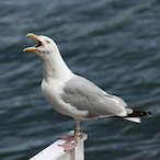That1Seagull's Avatar'
