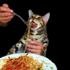 MRCAVALIERS528's Avatar'