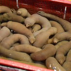 PapaFischer's Avatar'