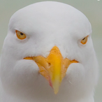 ErmarksVanHintn's Avatar'