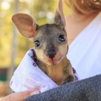 BabyKangarooo's Avatar'