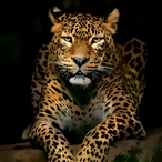 Buckawoosky's Avatar'
