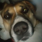 CRIPPLEDSTEEL's Avatar