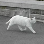 Regular.jpeg's Avatar'