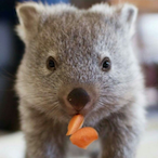 Mr.Wombatovisk's Avatar'