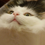 TheNiceBun's Avatar'