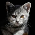 SoSader_'s Avatar'