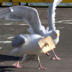 Seagull_SoupAHH's Avatar'