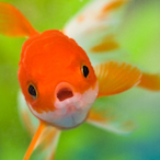 MyGoldfish123's Avatar'