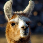 SirAlpaca64's Avatar'