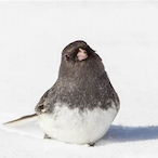 Junco.'s Avatar'