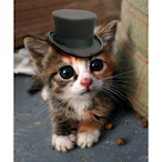 Top.Hat_Cat's Avatar'
