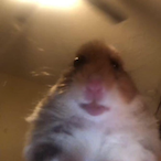 yung.smelly's Avatar'