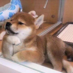 SnuggleBugAllen's Avatar'