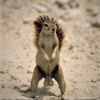 Nutcracker2000's Avatar'