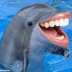 SpearZ.exe's Avatar'
