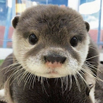 LunarOtter's Avatar'