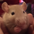 Cheeky-Peeker's Avatar'