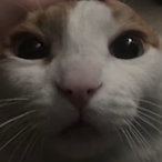 IOwnFuFuReal's Avatar'