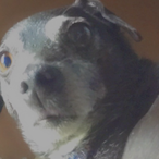 Pumb1e's Avatar'