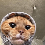 Toastie2550's Avatar'