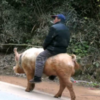 HogWrangler's Avatar'