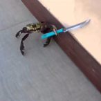 funkygrunt017's Avatar