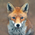 ElMightyFox's Avatar'