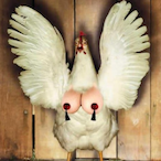 ChickenTitis's Avatar'