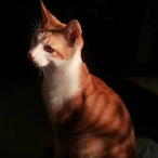 Qiang_SCP's Avatar'