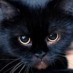 KittyAngeL's Avatar'