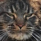 MouseTwentyTwo's Avatar