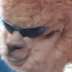 iiiAneGzex's Avatar'