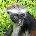 Keysfan's Avatar'
