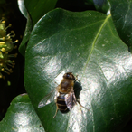 vermelho1917's Avatar