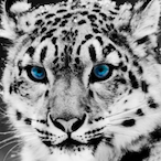 nower-'s Avatar'