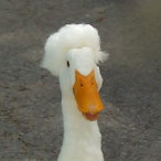 AOD_Primictus's Avatar