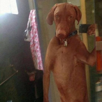 frozencoyete070's Avatar'