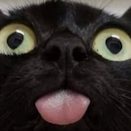 LT.TUNA.'s Avatar'