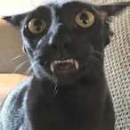 Gattouz..0's Avatar'