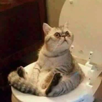 SryForThrowing's Avatar'