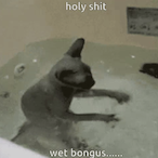 Wet-Bongus's Avatar'