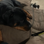 War_Eagle1633's Avatar'