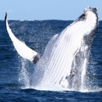 CMWhale's Avatar'