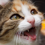 ReaperThaDemon's Avatar'