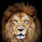 Leo98x's Avatar'