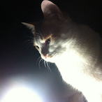 aniansang's Avatar'