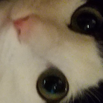 omoiomochi's Avatar'